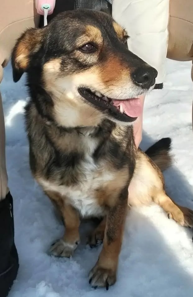 Найдена собака в Екатеринбурге — фото объявления