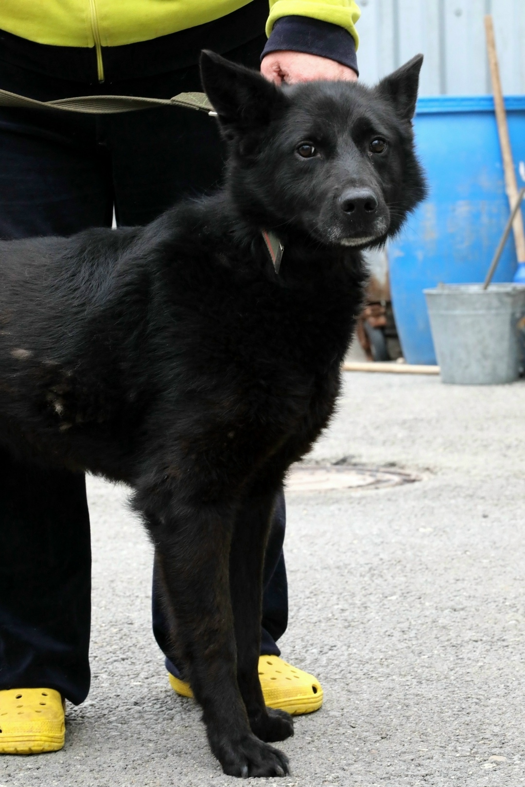 Пропала собака в Екатеринбурге — фото объявления