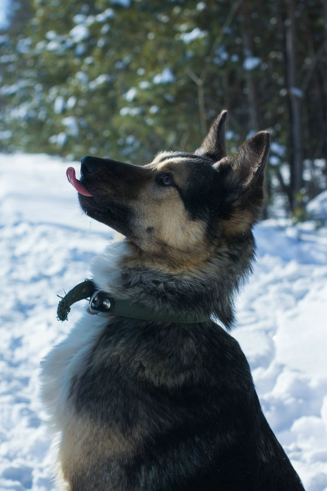 Найдена собака в Екатеринбурге — фото объявления