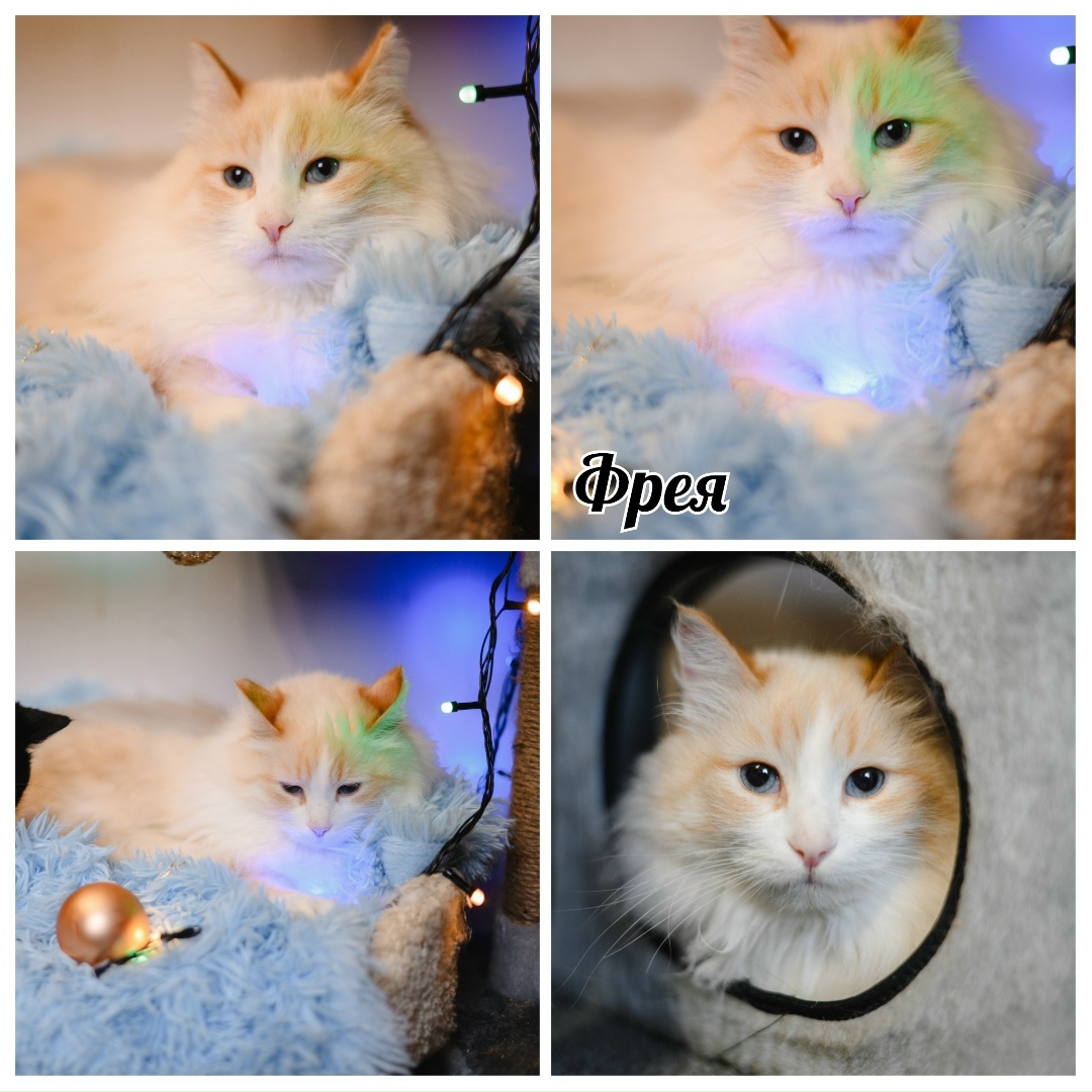 Найдена кошка в Екатеринбурге — фото объявления