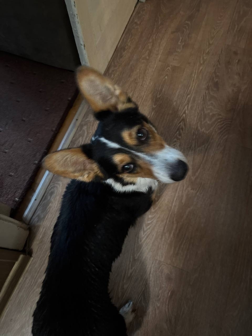 Пропала собака в Екатеринбурге — фото объявления