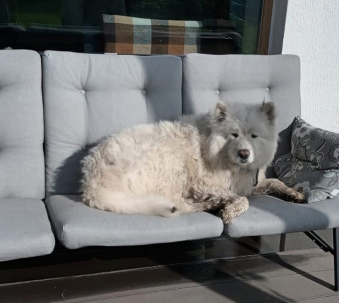 Найдена собака в Екатеринбурге — фото объявления