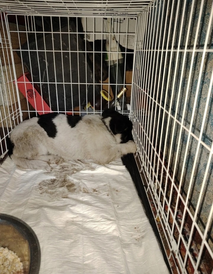 Найдена собака в Екатеринбурге — фото объявления