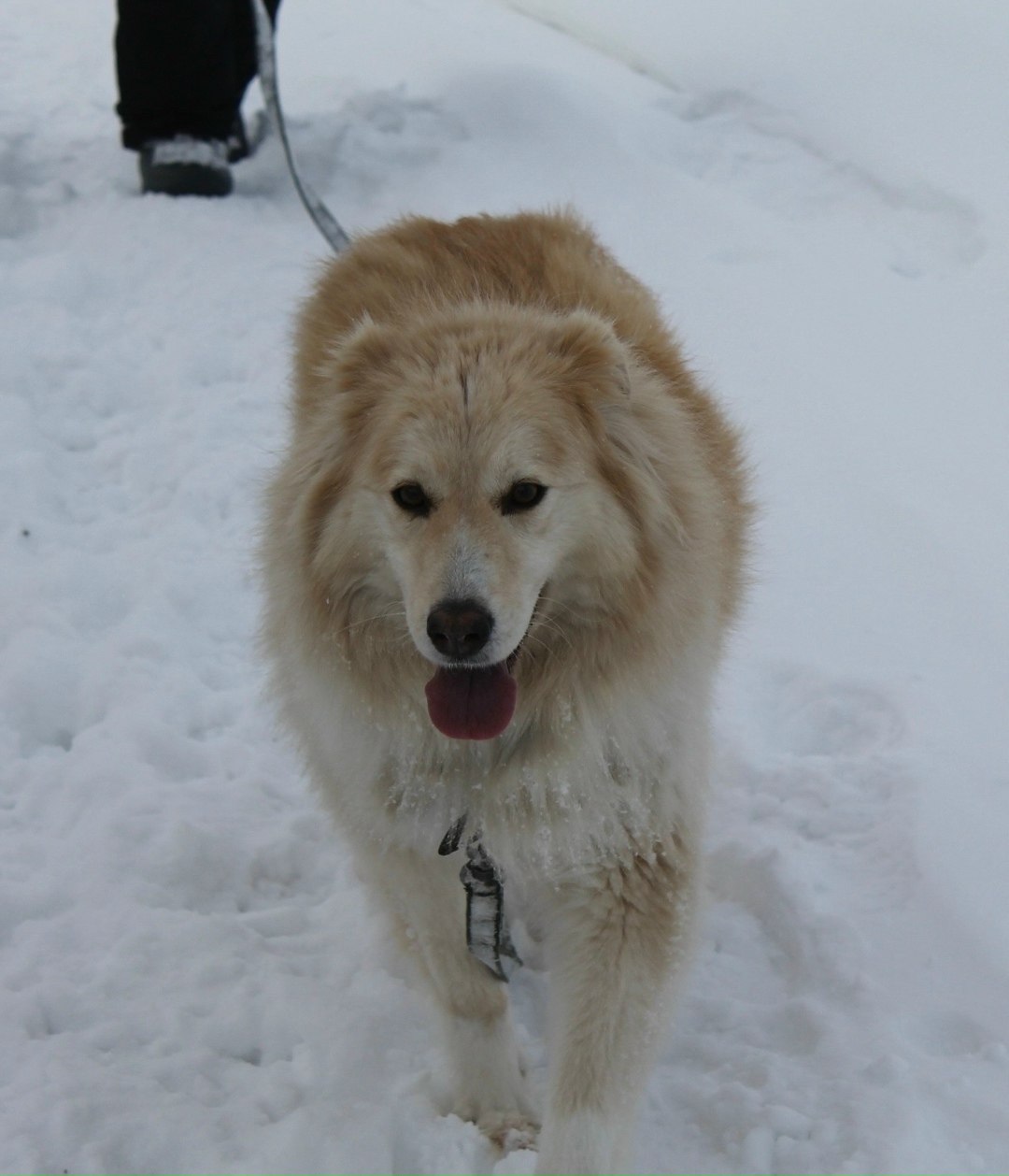 Найдена собака в Екатеринбурге — фото объявления