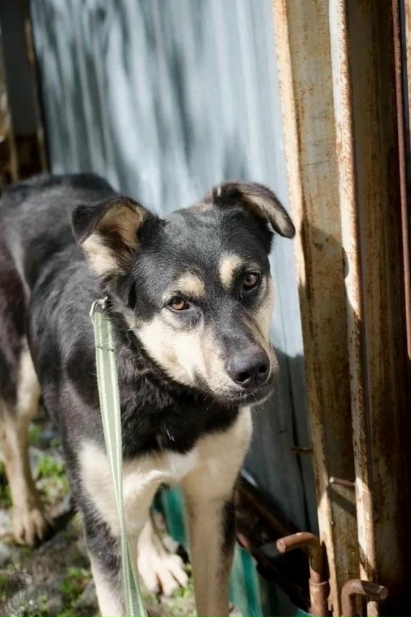 Найдена собака в Екатеринбурге — фото объявления