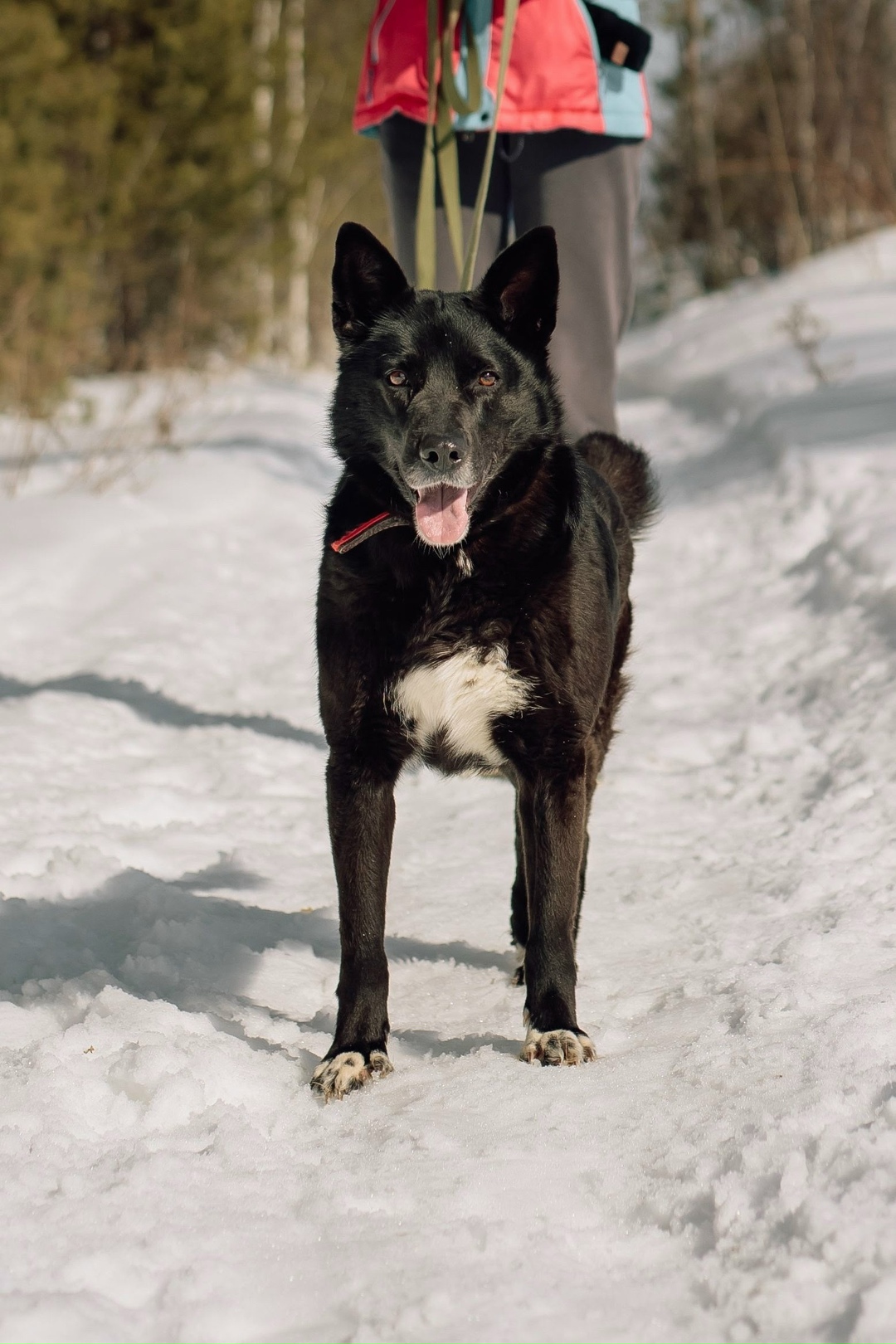 Найдена собака в Екатеринбурге — фото объявления