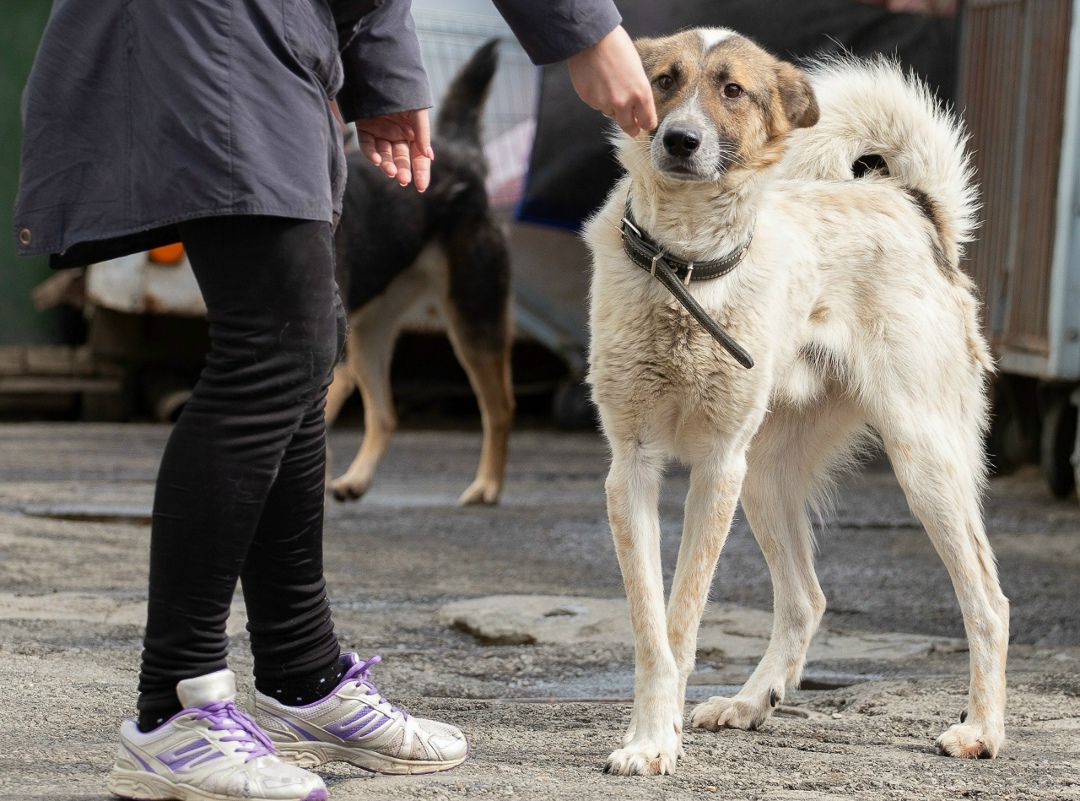Найдена собака в Екатеринбурге — фото объявления