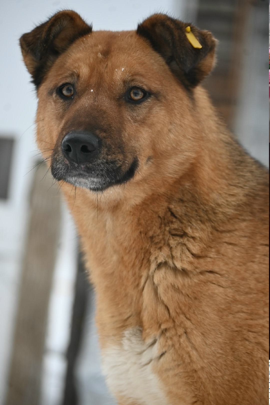 Найдена собака в Екатеринбурге — фото объявления