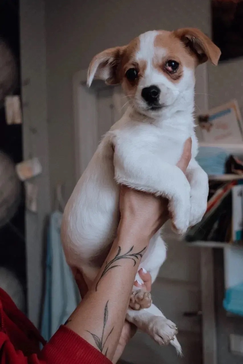 Найдена собака в Екатеринбурге — фото объявления