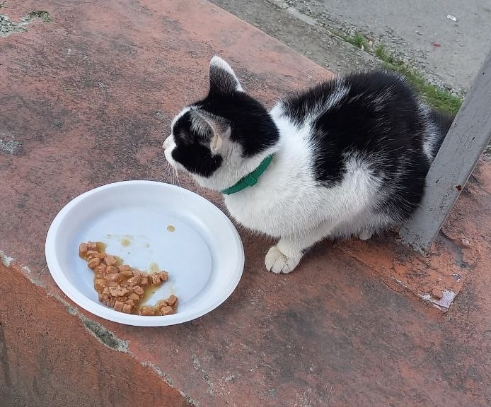 Пропала кошка в Екатеринбурге — фото объявления