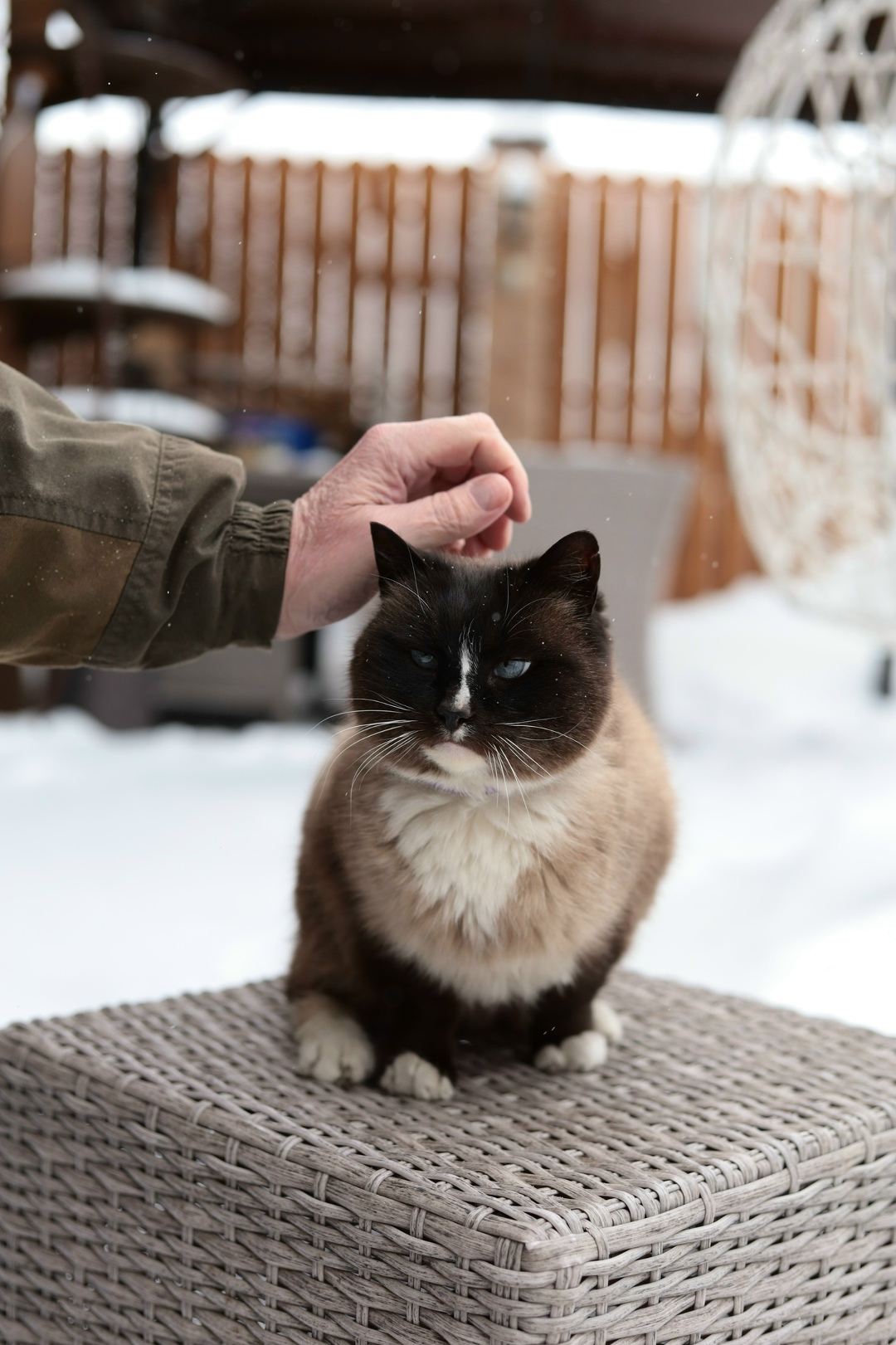 Найдена кошка в Екатеринбурге — фото объявления