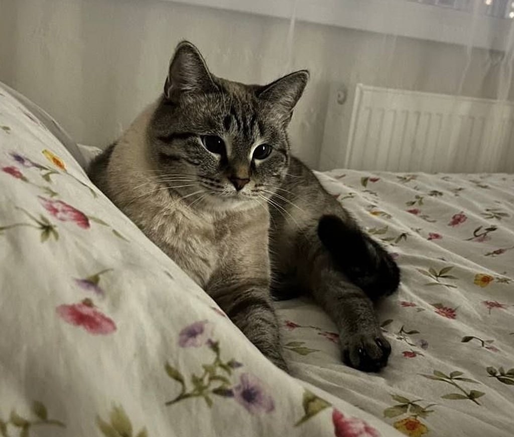 Пропала кошка в Екатеринбурге — фото объявления