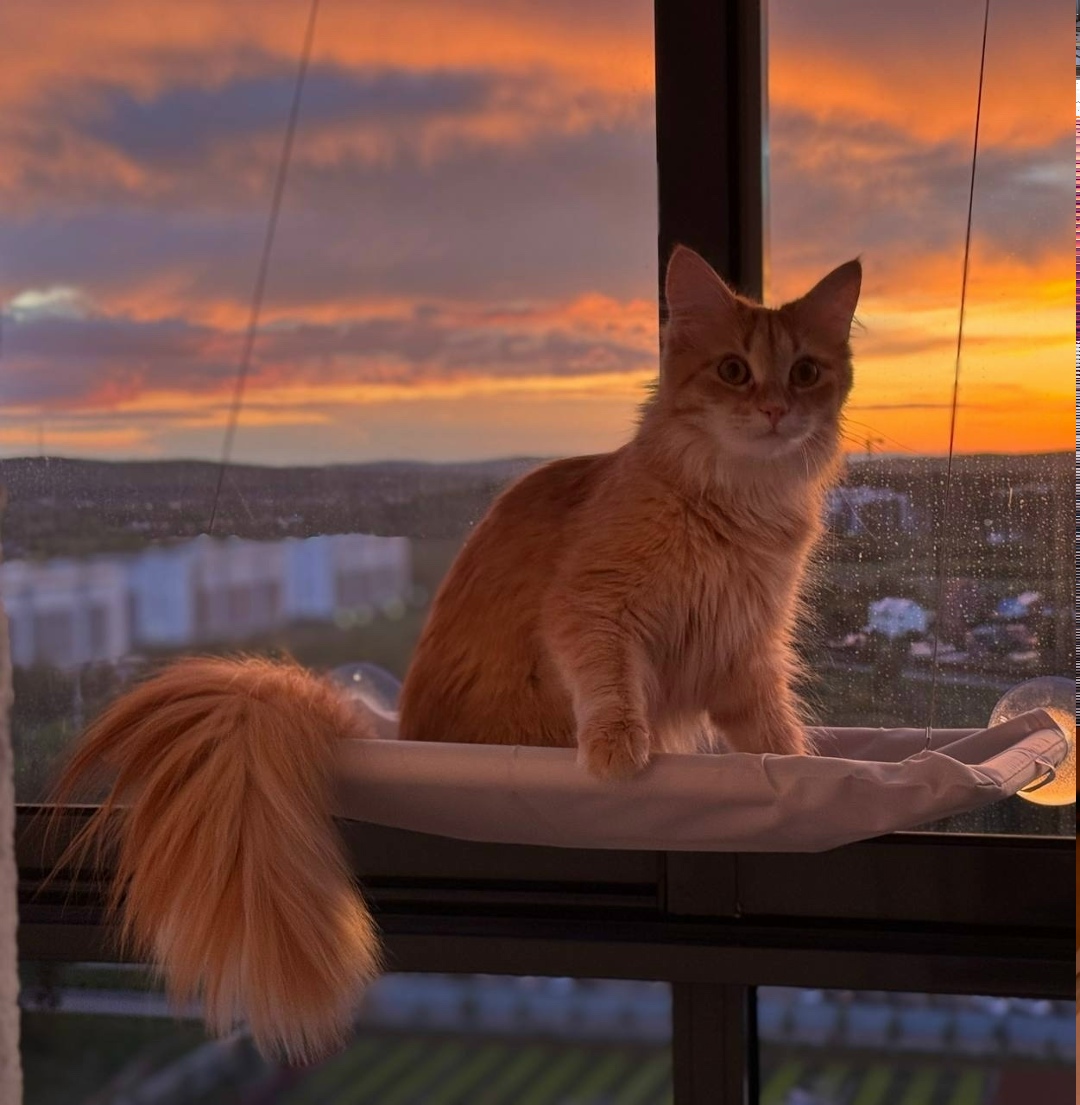 Пропала кошка в Екатеринбурге — фото объявления