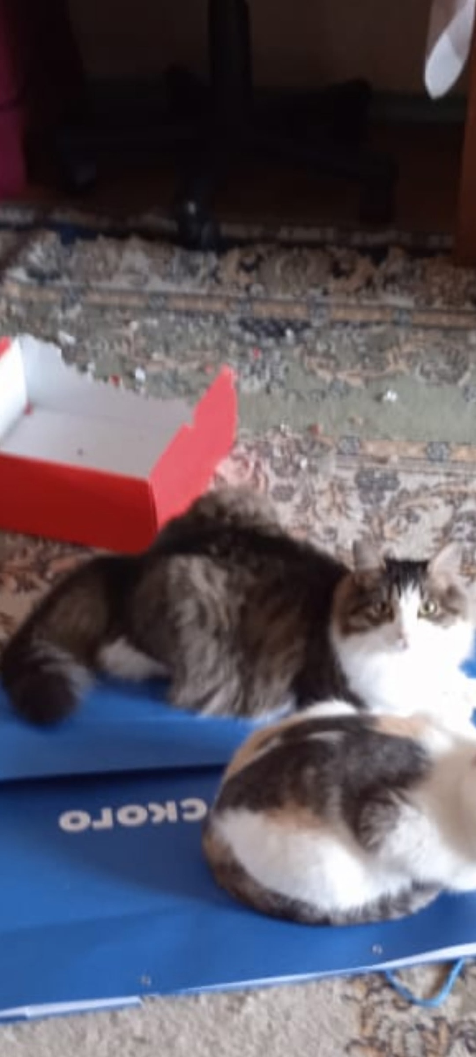 Пропала кошка в Екатеринбурге — фото объявления