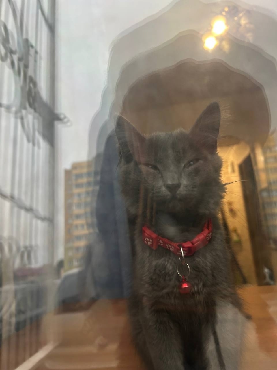 Пропала кошка в Екатеринбурге — фото объявления