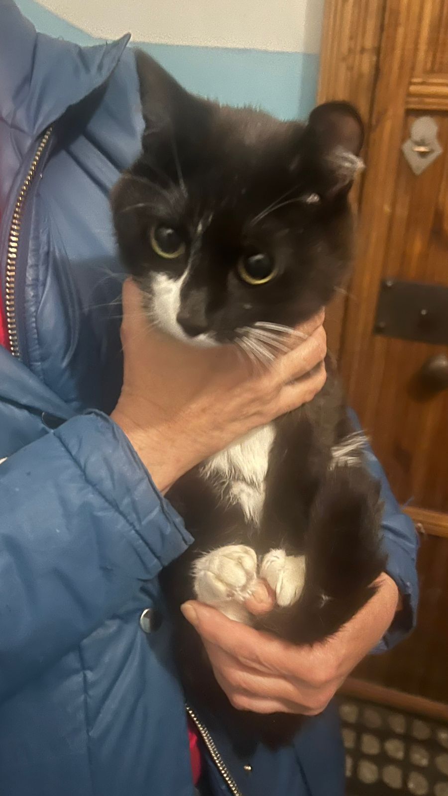 Найдена кошка в Екатеринбурге — фото объявления