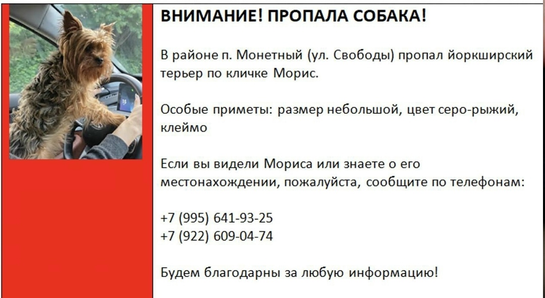 Пропала собака в Екатеринбурге — фото объявления