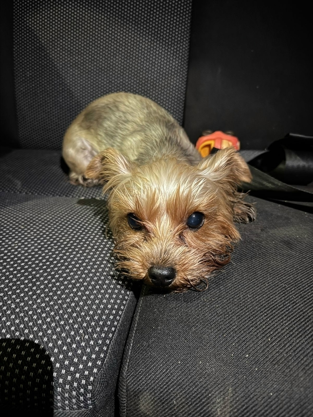 Найдена собака в Екатеринбурге — фото объявления