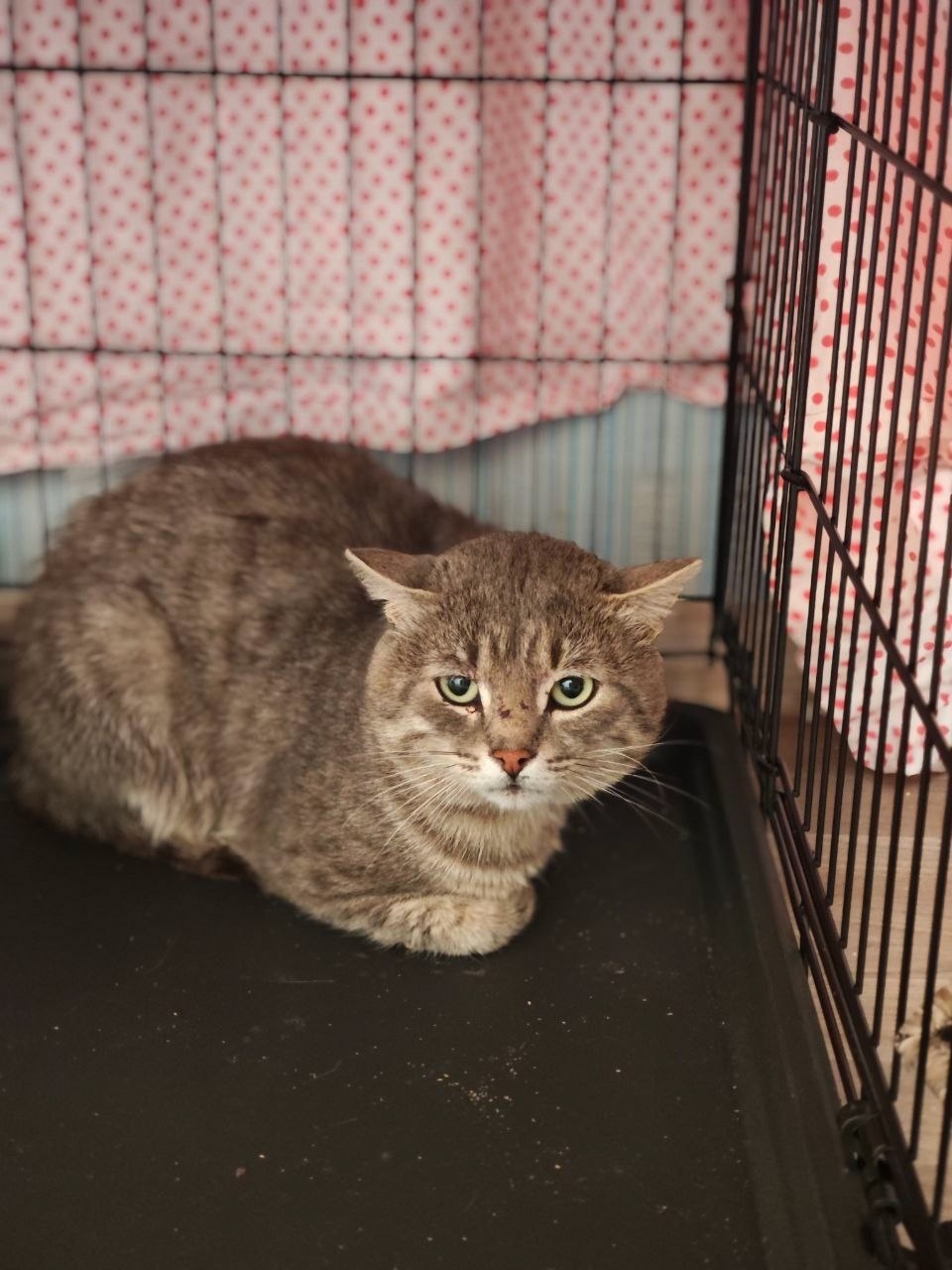 Найдена кошка в Екатеринбурге — фото объявления