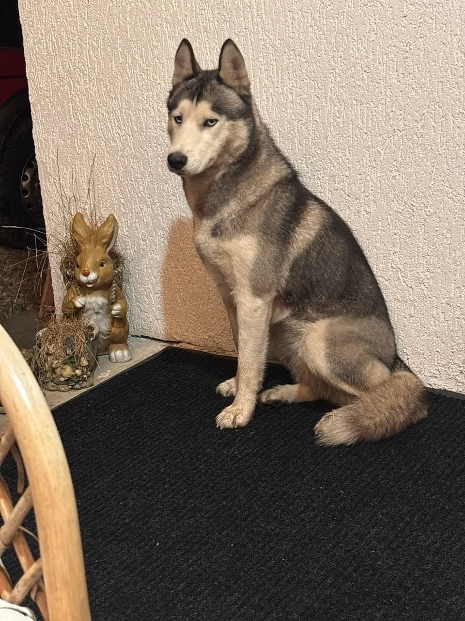 Найдена собака в Екатеринбурге — фото объявления