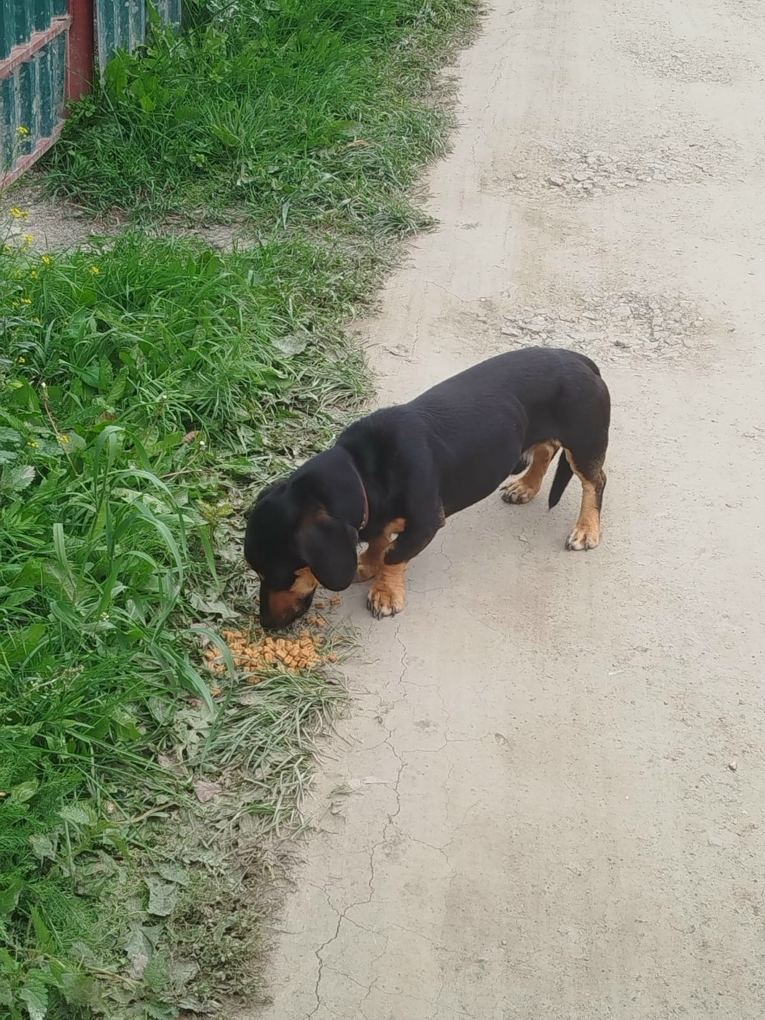 Найдена собака в Екатеринбурге — фото объявления