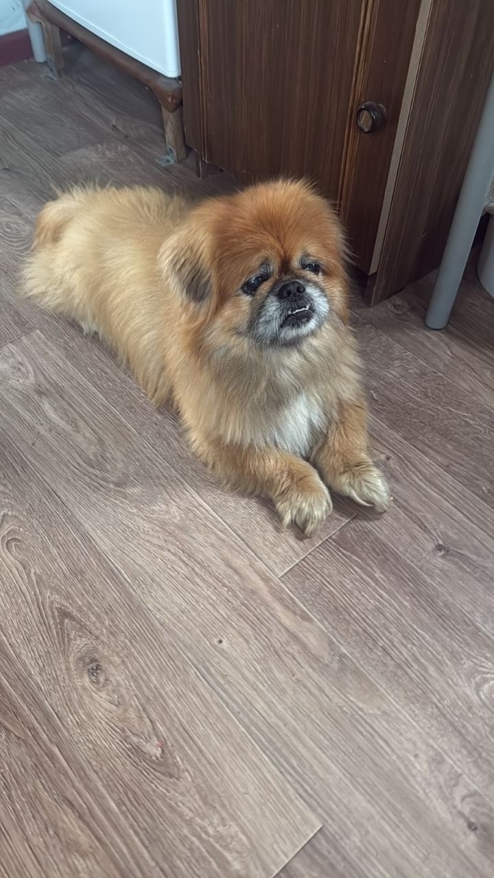 Найдена собака в Екатеринбурге — фото объявления