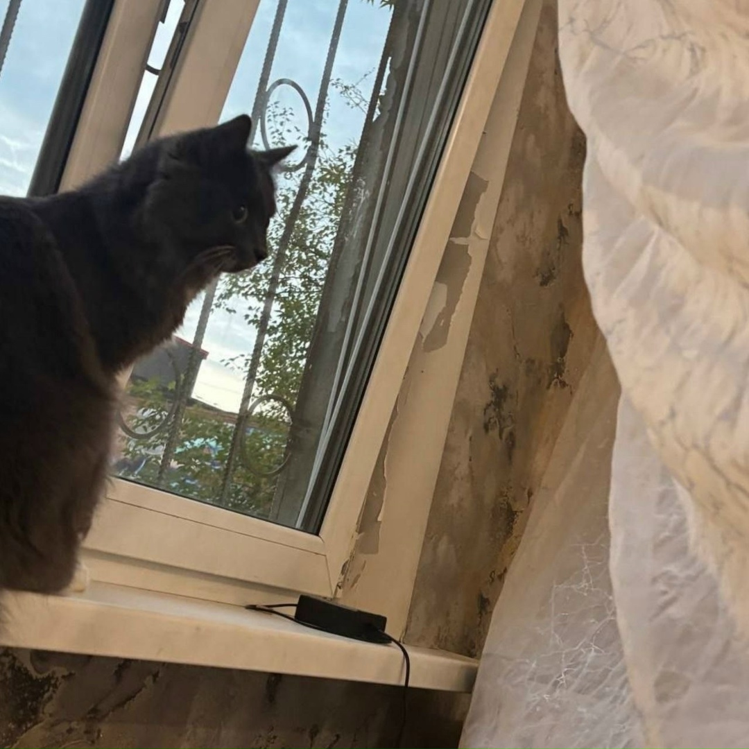 Пропала кошка в Екатеринбурге — фото объявления