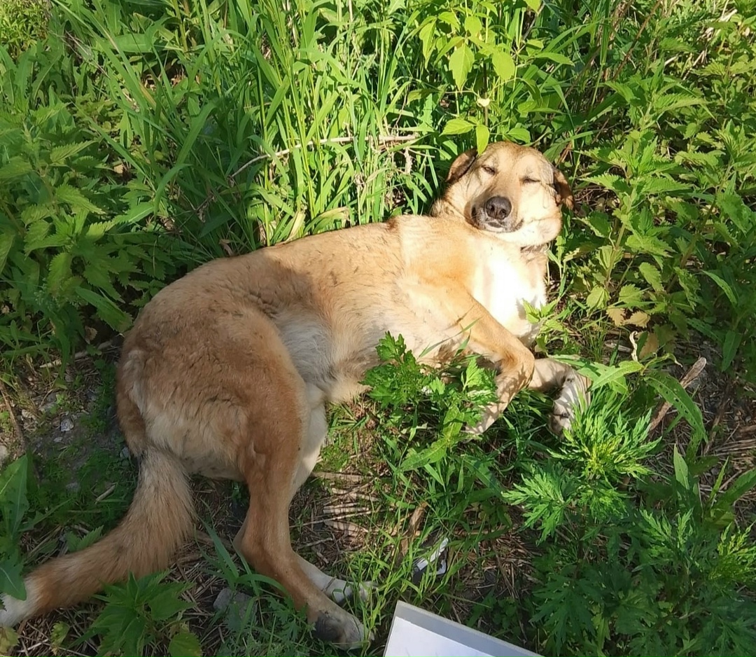Пропала собака в Екатеринбурге — фото объявления