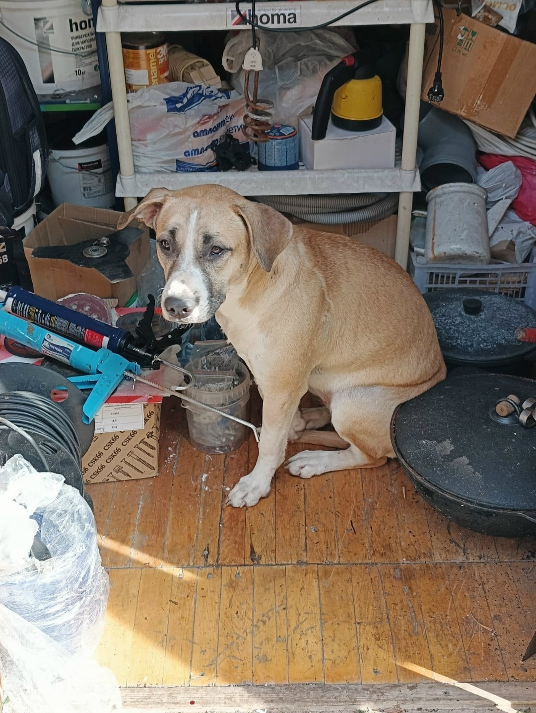 Найдена собака в Екатеринбурге — фото объявления