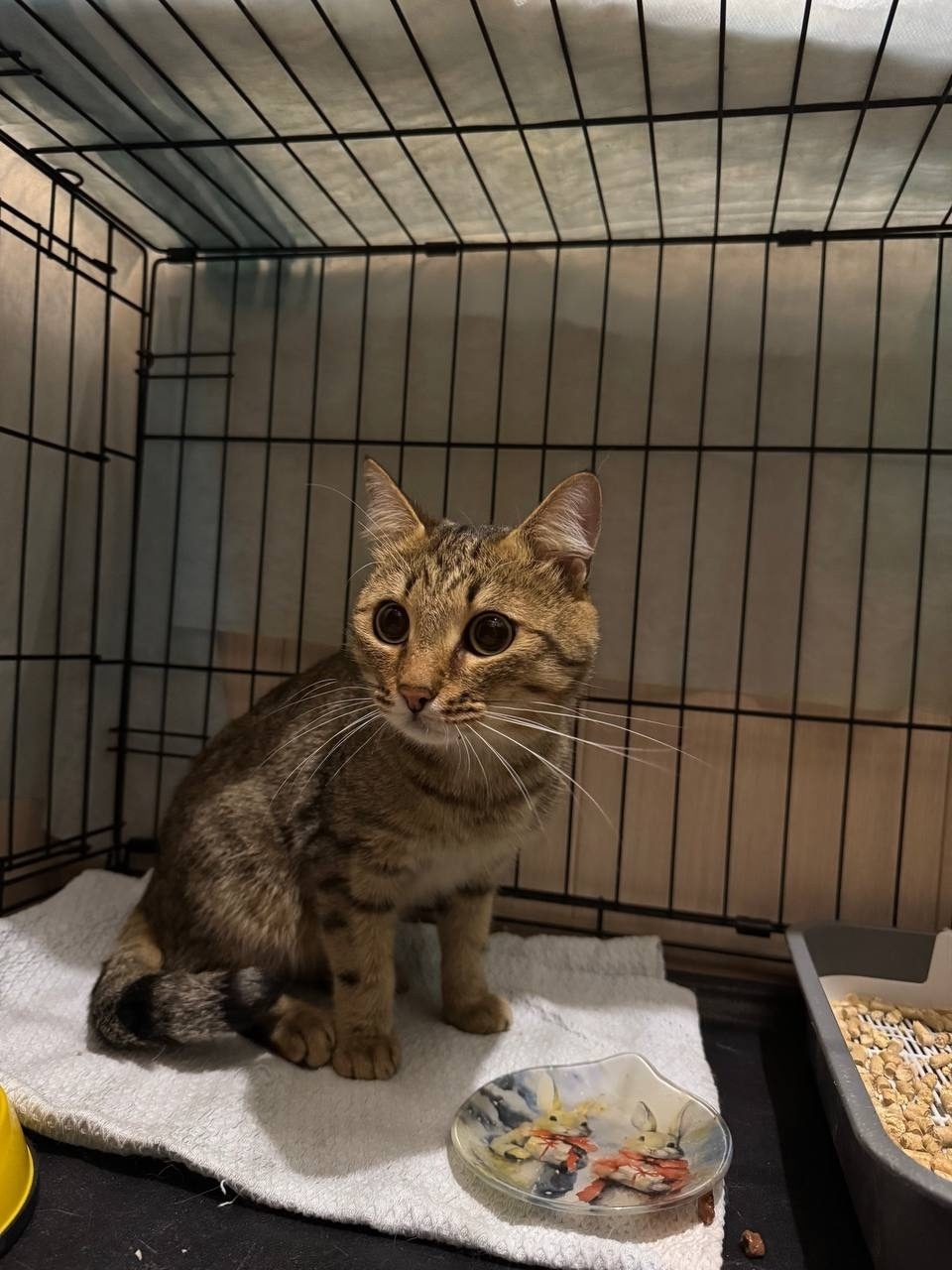 Найдена кошка в Екатеринбурге — фото объявления