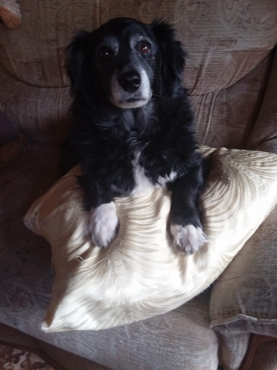 Пропала собака в Екатеринбурге — фото объявления