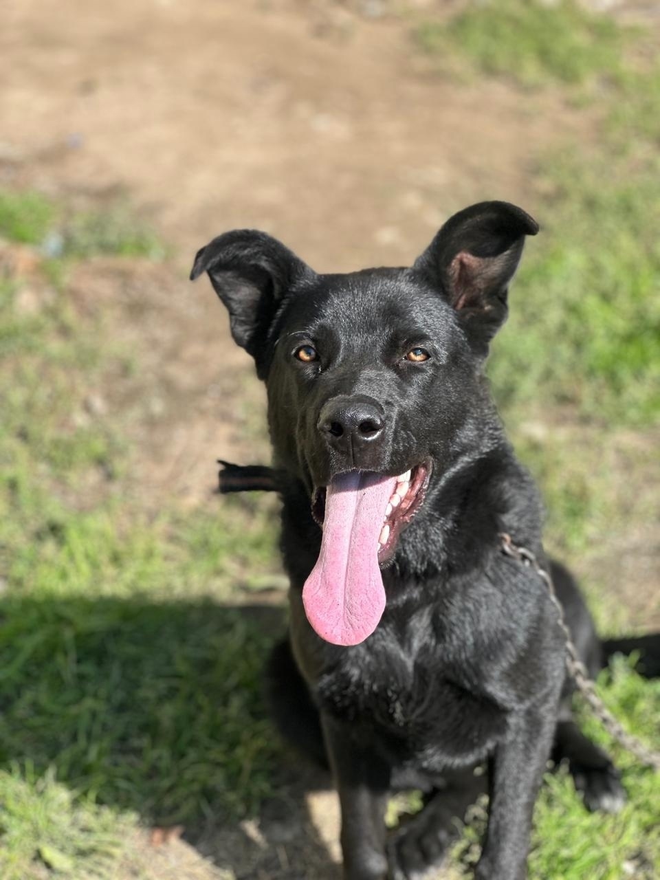 Пропала собака в Екатеринбурге — фото объявления