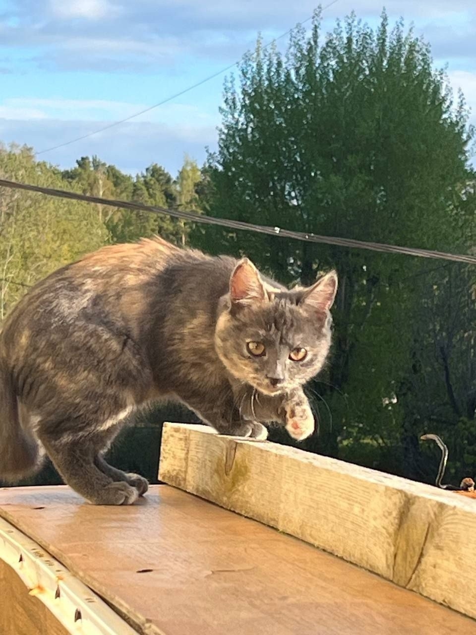 Пропала кошка в Екатеринбурге — фото объявления