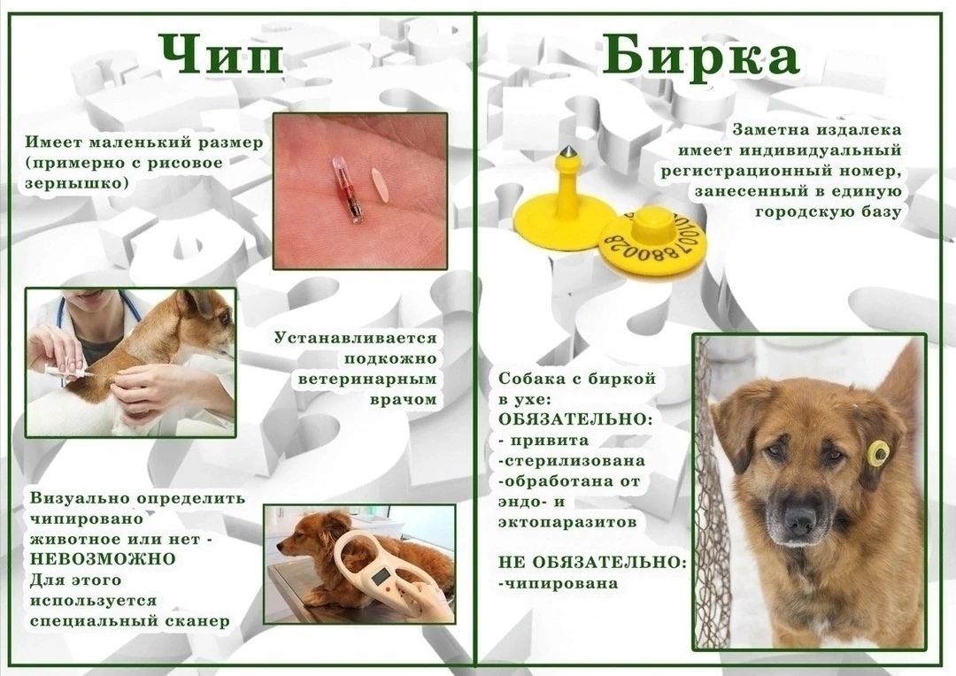 Пропала собака в Екатеринбурге — фото объявления