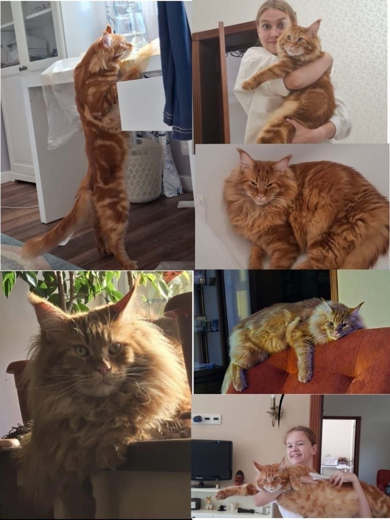 Пропала кошка в Екатеринбурге — фото объявления