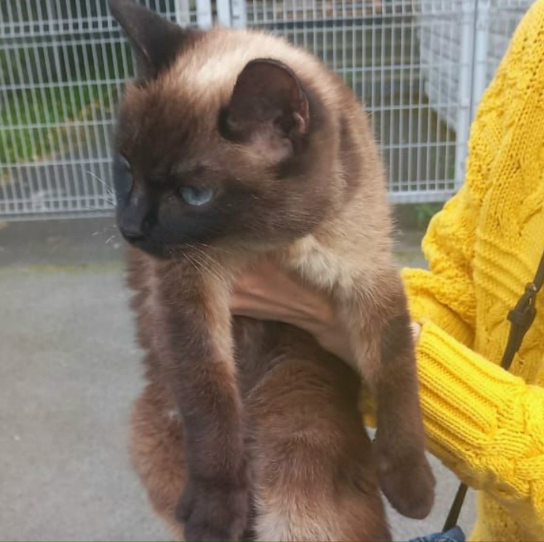 Найдена кошка в Екатеринбурге — фото объявления