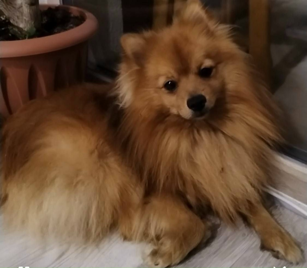 Пропала собака в Екатеринбурге — фото объявления