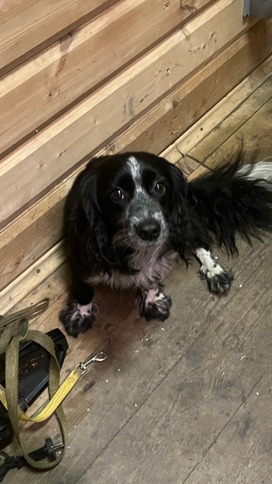 Найдена собака в Екатеринбурге — фото объявления