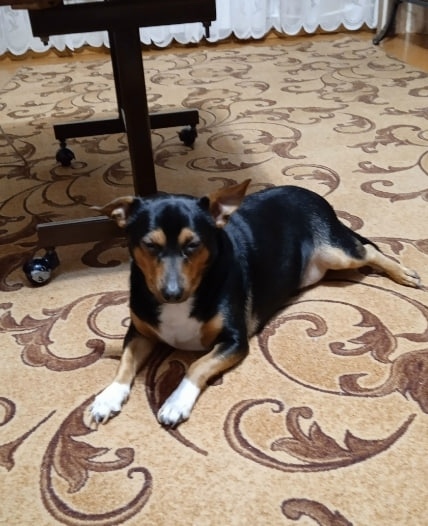 Найдена собака в Екатеринбурге — фото объявления