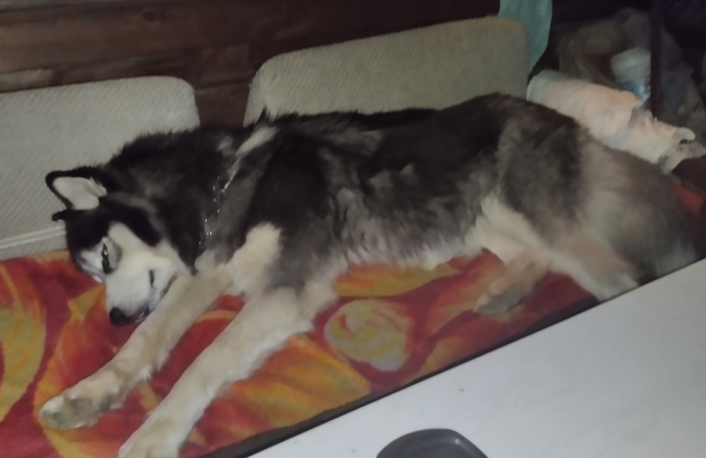 Найдена собака в Екатеринбурге — фото объявления