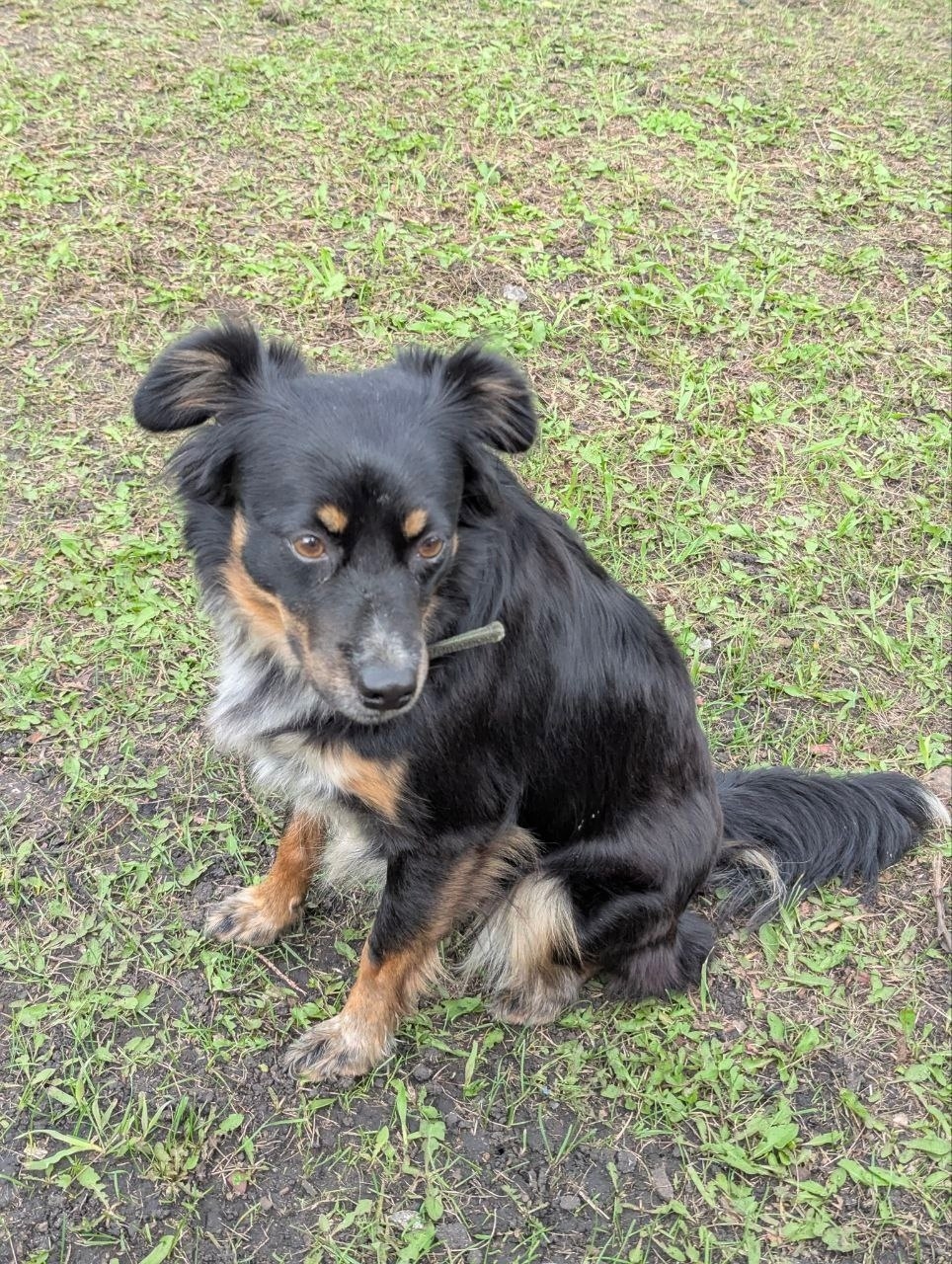 Найдена собака в Екатеринбурге — фото объявления