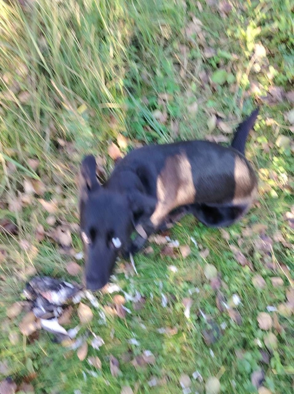 Пропала собака в Екатеринбурге — фото объявления