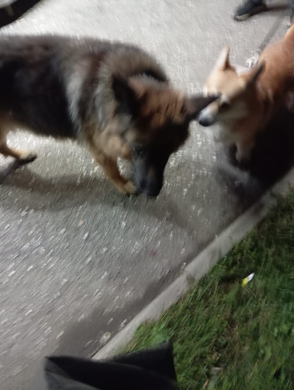 Пропала собака в Екатеринбурге — фото объявления