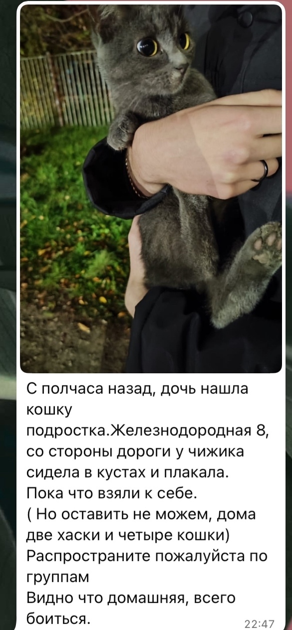 Найдена кошка в Екатеринбурге — фото объявления