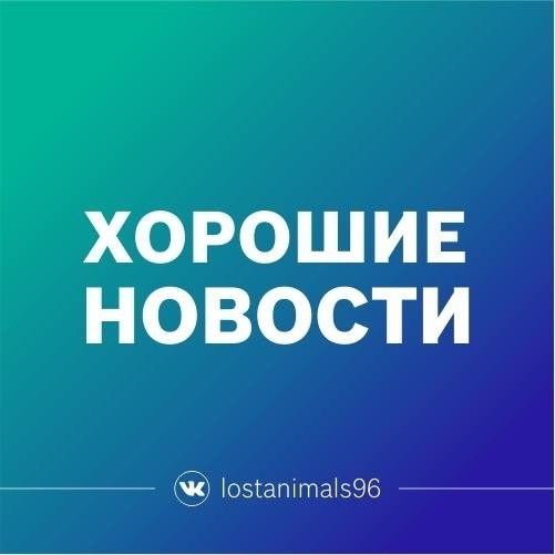 Пропала кошка в Екатеринбурге — фото объявления