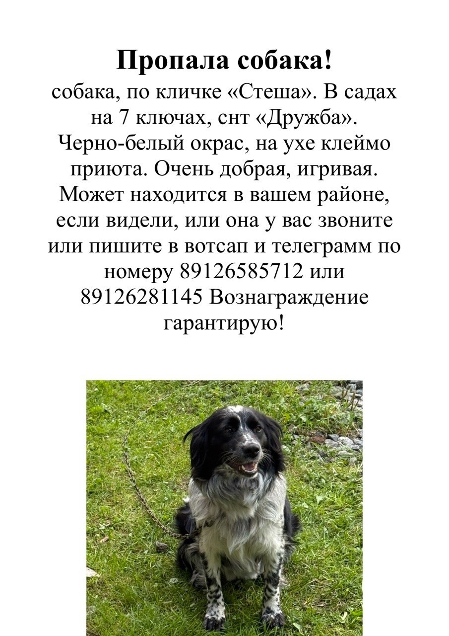 Пропала собака в Екатеринбурге — фото объявления
