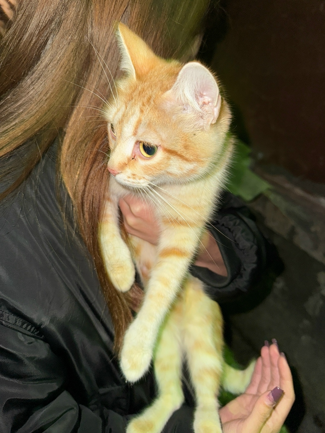 Найдена кошка в Екатеринбурге — фото объявления