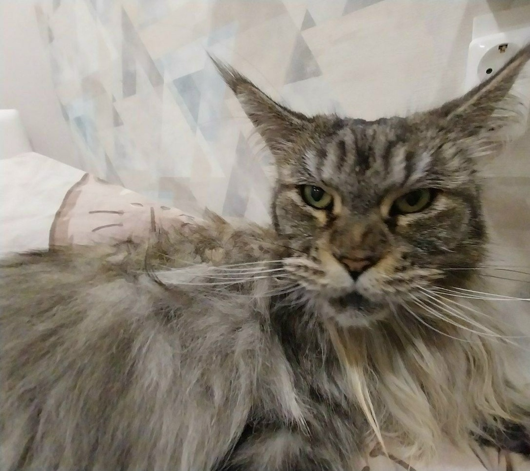 Пропала кошка в Екатеринбурге — фото объявления