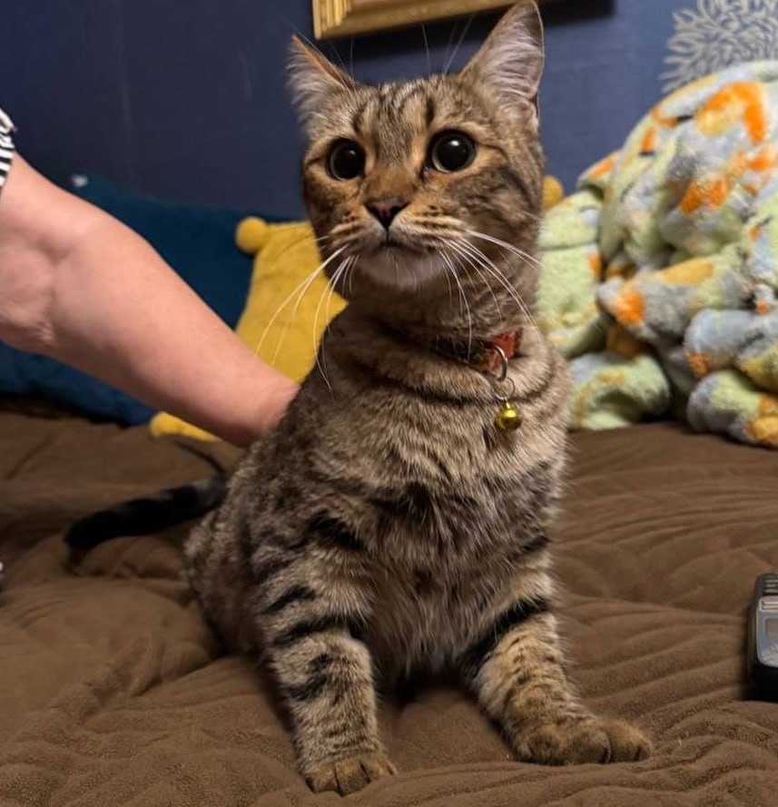 Найдена кошка в Екатеринбурге — фото объявления