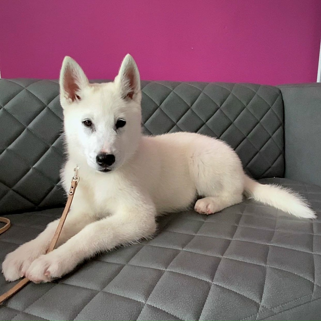 Найдена собака в Екатеринбурге — фото объявления